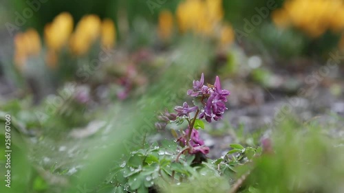 Snow is going over first spring flowers. Violer corydalis cava and yellow crocuses covered with snow on spring's blizzard. Wind, light breeze, dolly shot, shallow depts of the field, slow motion video photo