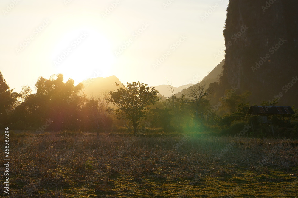 Obraz premium sunset in forest