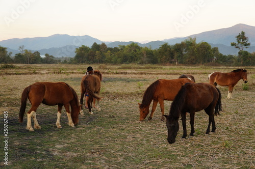 herd of horses on a pasture © Dmitrii