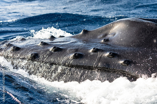 Head of a spyhopping humpback whale