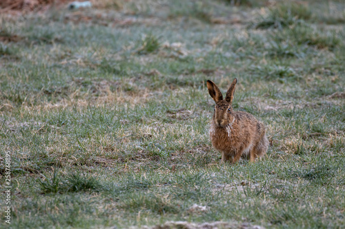 Fototapeta Naklejka Na Ścianę i Meble -  brown Hare, Lepus europaeus, sitting/looking in a farm fiels during a bright sunny cold morning in the cairngorms national park, scotland.