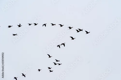 Obraz Rozlewiska Narwi i Biebrzy. Wiosna na Podlasiu