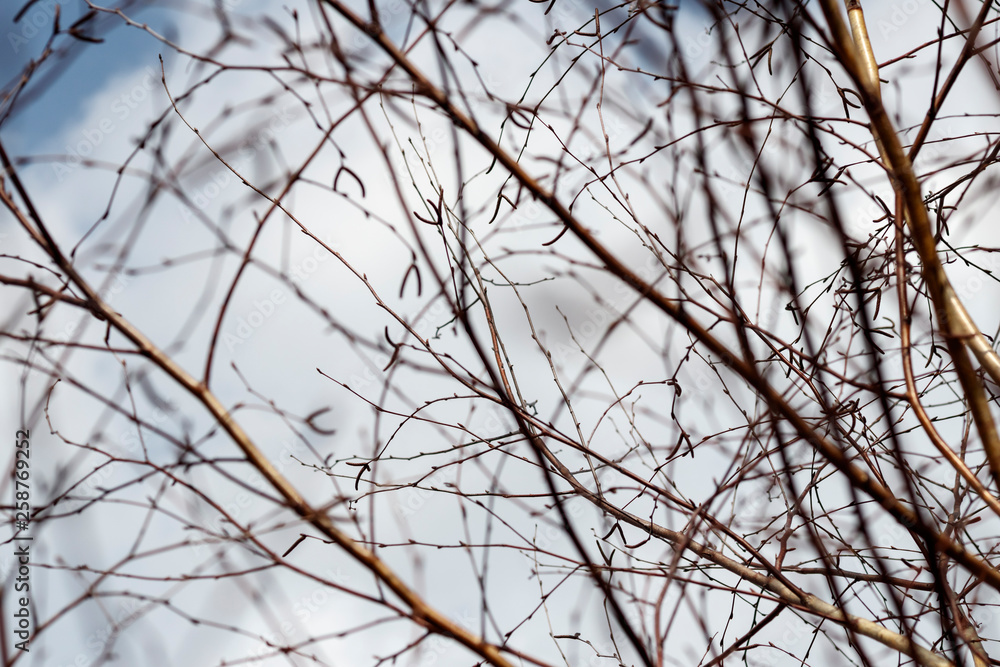 texture. earlier spring. bare birch branches in the open air. not much depth.