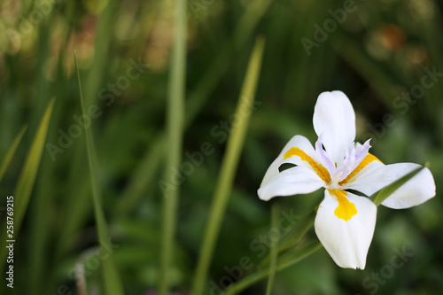Fototapeta Naklejka Na Ścianę i Meble -  White Flower