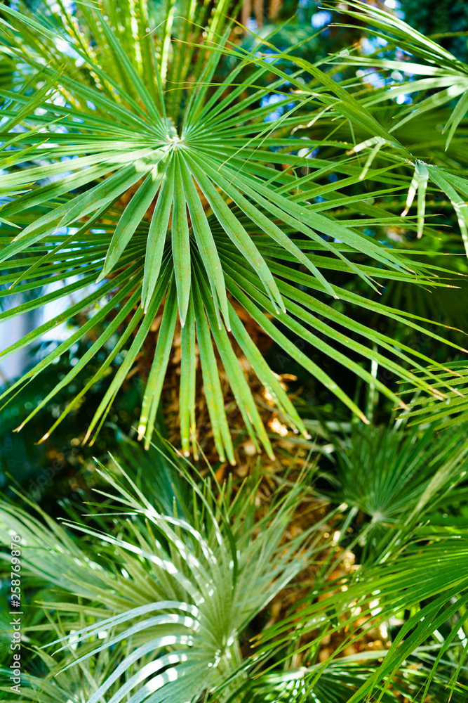 Fototapeta premium Green leaves texture. Fresh spring tropical leaves background