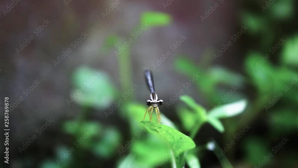 Dragonfly whispering