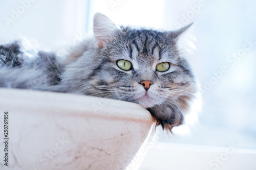 Lazy lovely fluffy cat lying near the window in his basket. Gray tabby cute kitten with beautiful eyes relaxing on window sill. Pets, pet care, good morning concept. Friend of human. Sunny day.