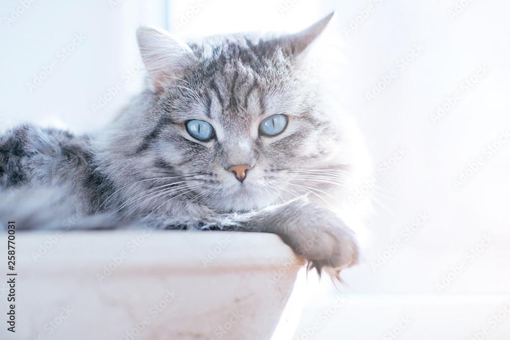 Lazy lovely fluffy cat lying near the window in his basket. Gray tabby cute kitten with beautiful blue eyes relaxing on window sill. Pets, pet care, good morning concept. Friend of human. Sunny day.