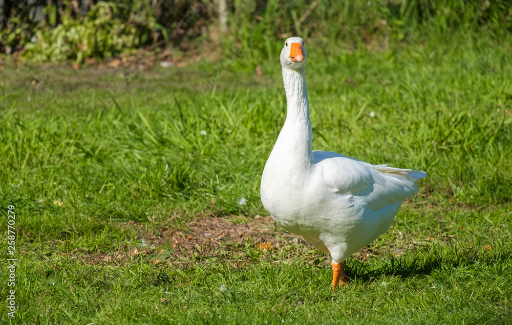 Weiße Hausgans (Anser anser formes domestica) Weiße Hausgans (Anser anser formes domestica)