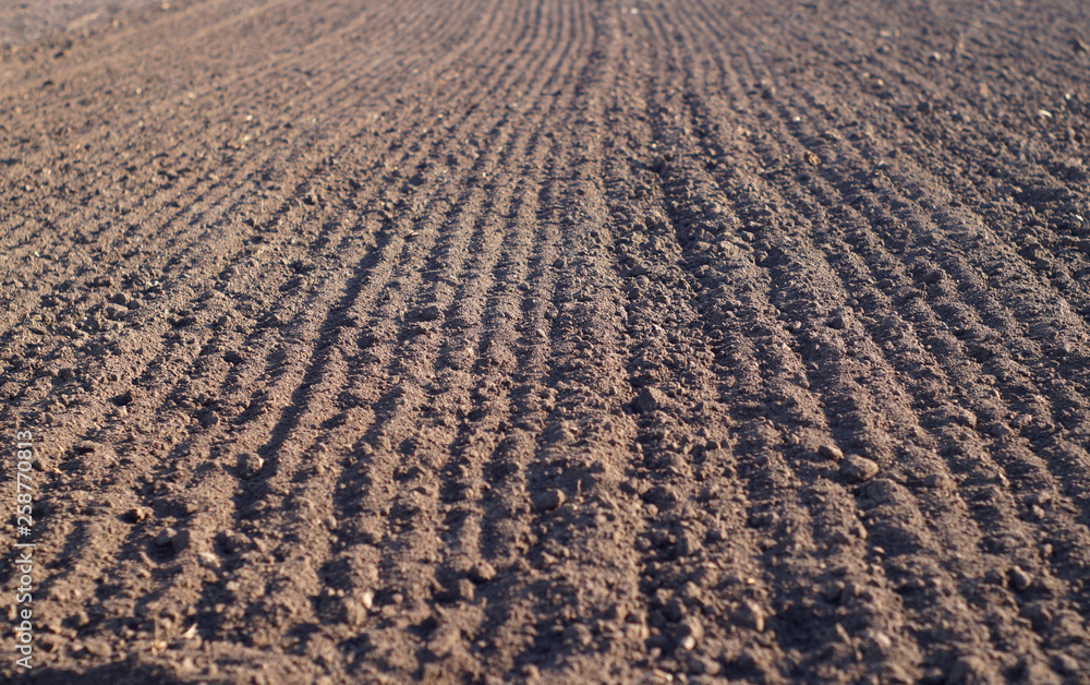 Ploughed field in spring prepared for sowing.
