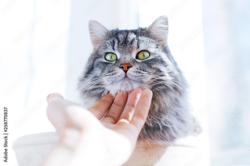 Man stroking his lovely fluffy cat. Gray tabby cute kitten with beautiful eyes relaxing on a window sill. Pets, friendship, trust, love, lifestyle concept. Friend of human. Animal lover.