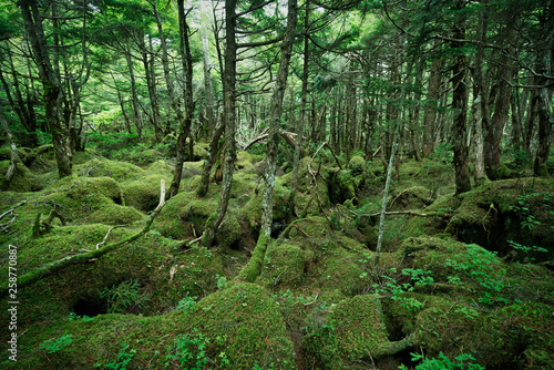 苔の森 白駒の奥庭