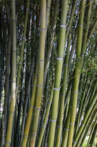 Bamboo green trees, Isola Madre, Lake Maggiore, Lombardy, Italy