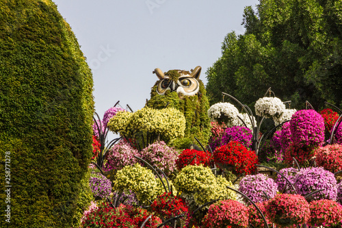 Photography Owl in the Miracle garden in Dubai, United Arab Emirates.