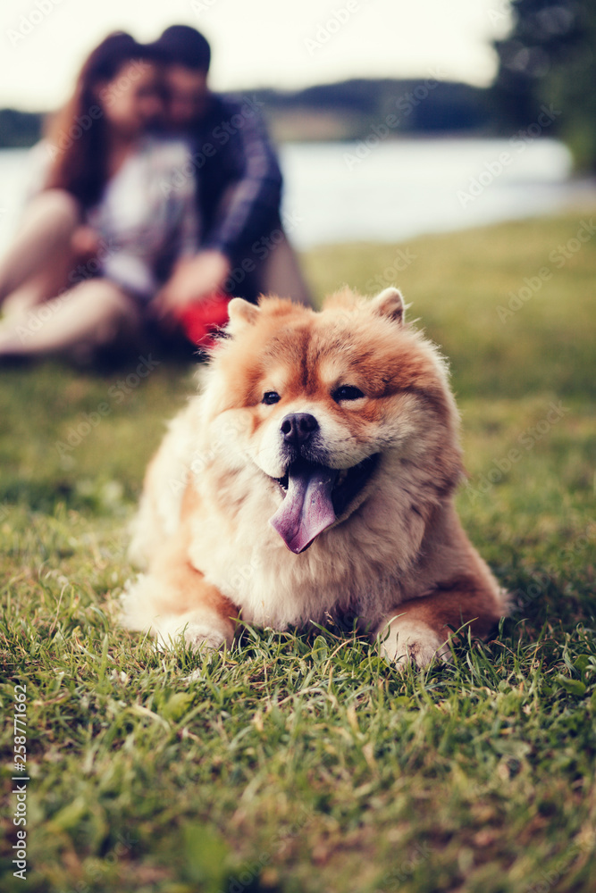 Fototapeta premium Fluffy dog Chow Chow lying on the grass. couple in love in blur