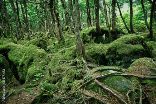 苔の森 白駒の奥庭