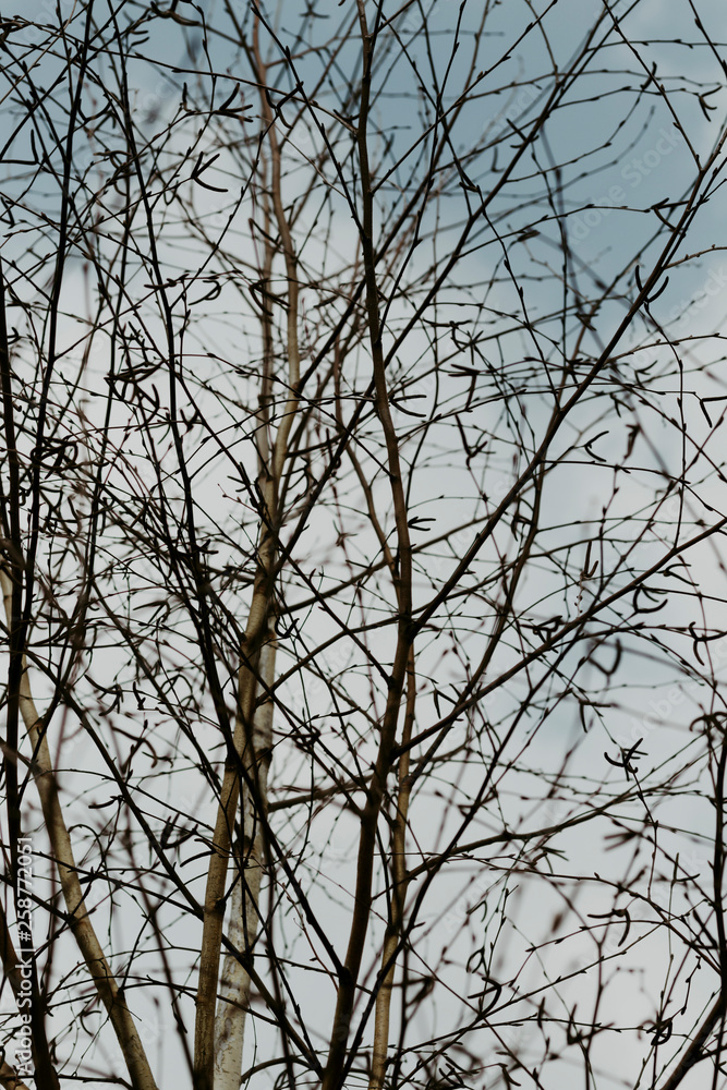 texture. earlier spring. bare birch branches in the open air. not much depth. texture. earlier spring. bare birch branches in the open air. not much depth.