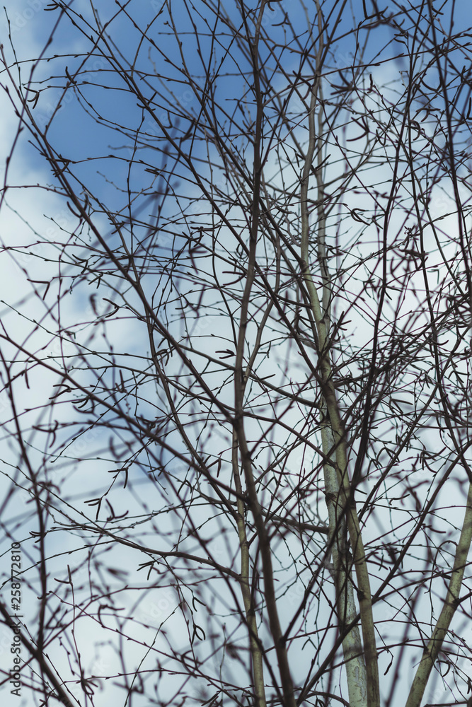 texture. earlier spring. bare birch branches in the open air. not much depth. texture. earlier spring. bare birch branches in the open air. not much depth.