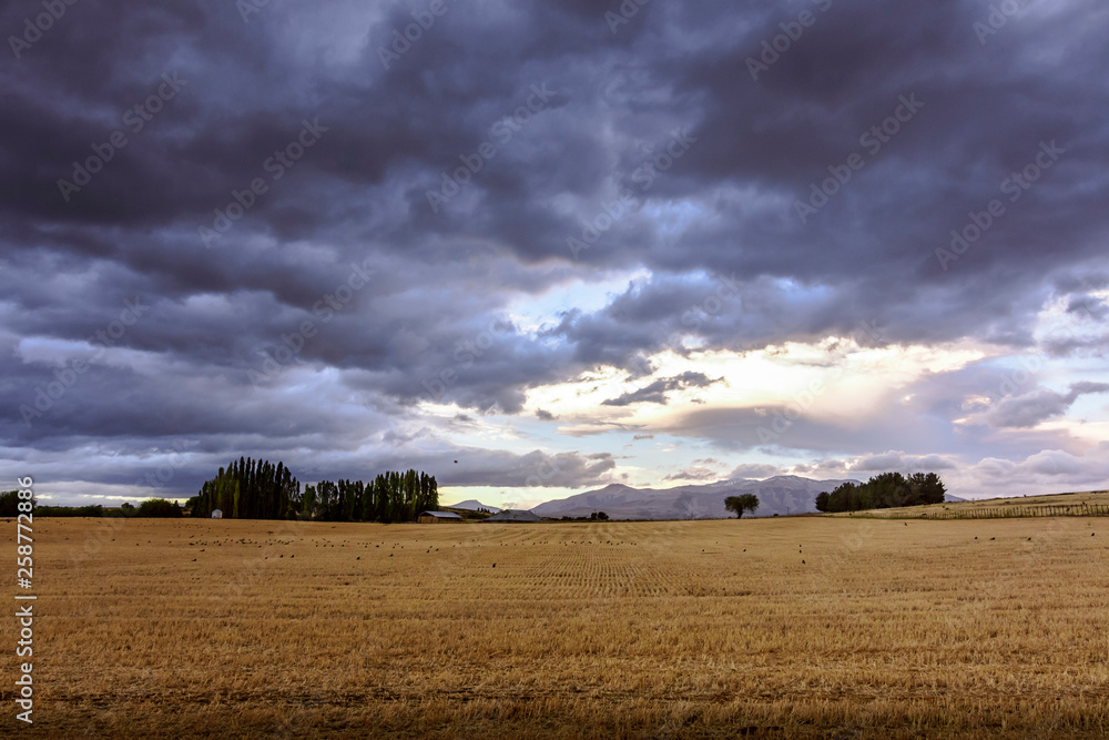 Fototapeta premium rural scene landscape. field and grass under overcast sky