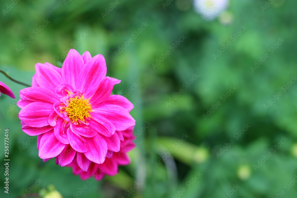 Pink Flower Pink Flower