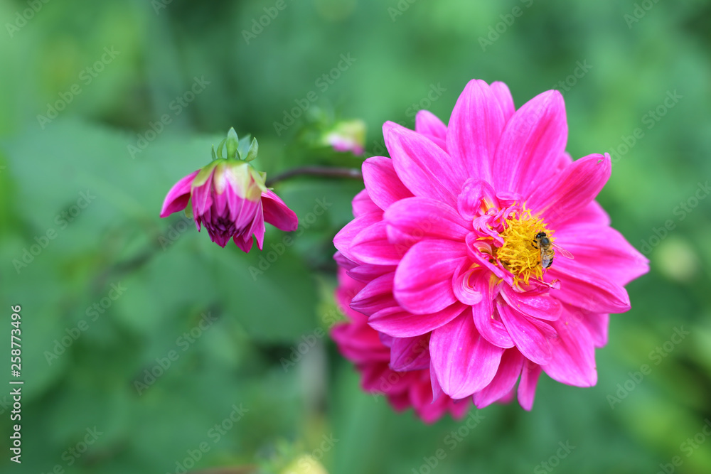 Obraz premium Pink Flower