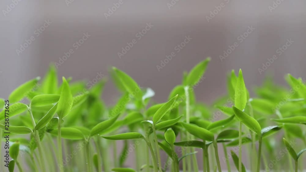 The seedling in the container man's hand gently holds on the shoots. The seedling in the container man's hand gently holds on the shoots.