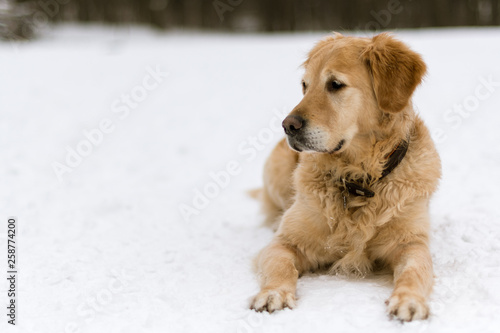 Golden Retriever in the Snow with blurry background, March 2018