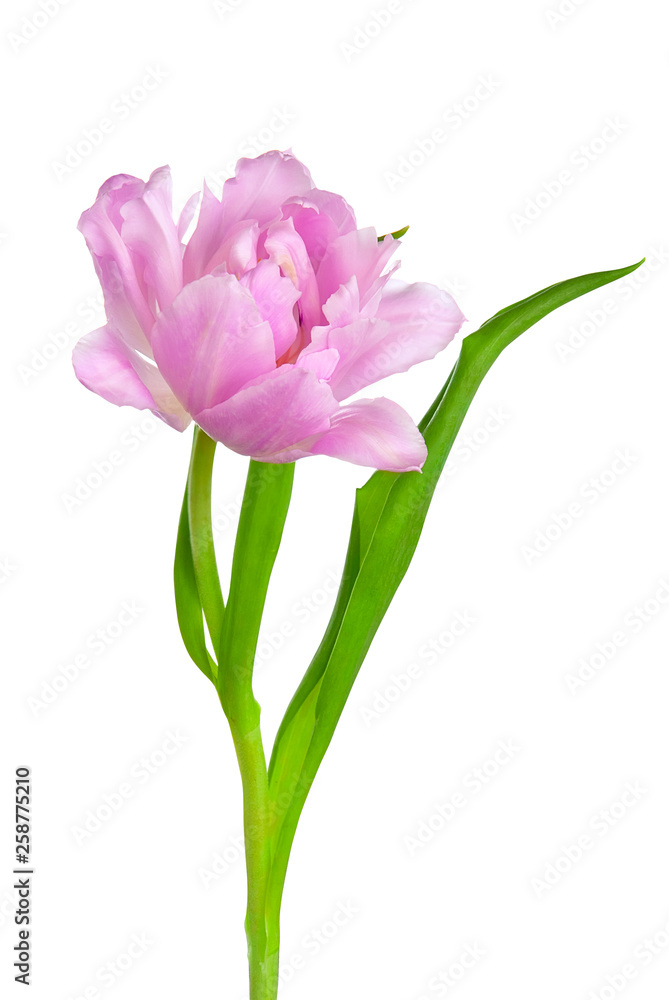 Wonderful purple tulip Wonderful purple tulip