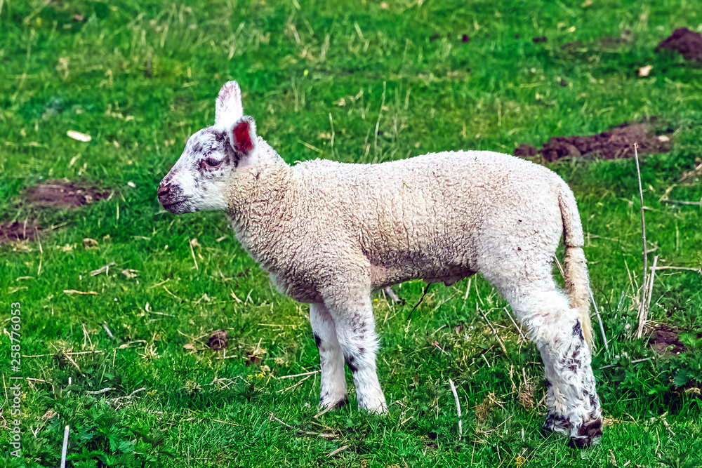Obraz premium Baby domestic sheep (Ovis aries) in Stowe, Buckinghamshire, United Kingdom