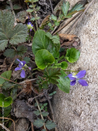 violet plants in the garden