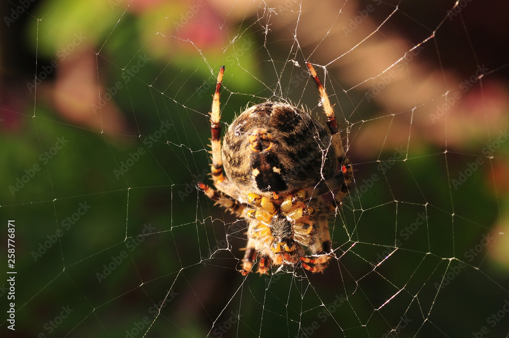 Orb Spider Orb Spider