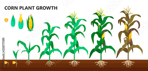 Corn plant growth, farm and agriculture steps