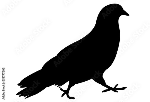 pigeon silhouette vector