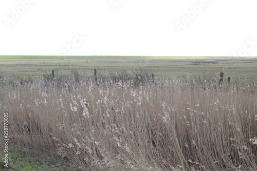 Hilgenriedersiel, Wadden Sea Germany:View over the summer polder (former salt marshes) in the dike foreland