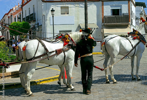 White horses with ornate harnesses carriage driving