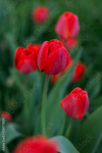Red tulips flower bloom on red tulips flowers background.