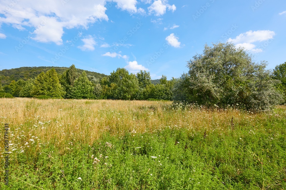 Fototapeta premium Meadow in summer with plants growing