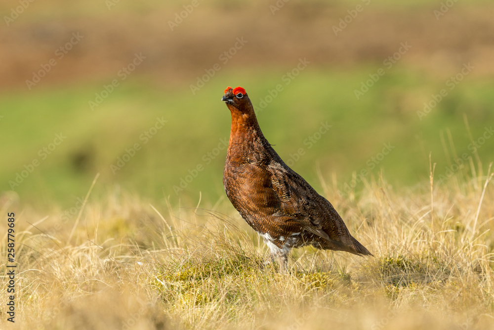 Red Grouse (Lagopus lagopus) Male Red Grouse with flared red eyebrows, facing left in natural moorland habitat. Blurred background. Horizontal. Space for copy. Red Grouse (Lagopus lagopus) Male Red Grouse with flared red eyebrows, facing left in natural moorland habitat. Blurred background. Horizontal. Space for copy.