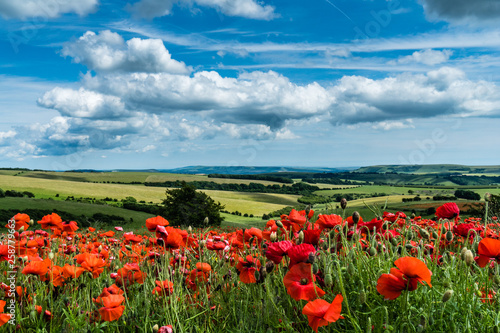 Field of Poppies with Blue Sky