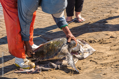 Sea turtle is tagged and released for study in Baja Mexico in Magelena Bay. 