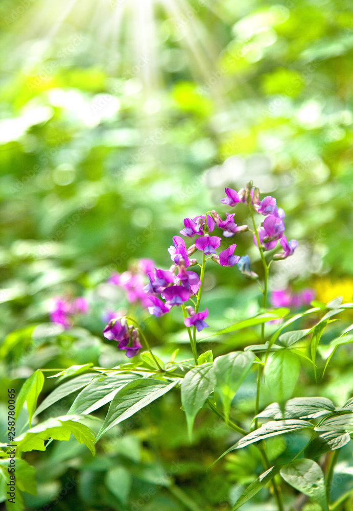 Beautiful purple spring flowers under the sunshine in forest Beautiful purple spring flowers under the sunshine in forest