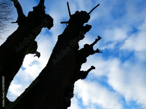   Trees silhouette on the  sky background