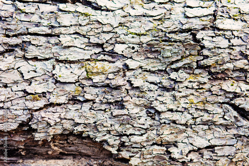 Old wood background. Gorizontal natural wooden texture Old wood background. Gorizontal natural wooden texture