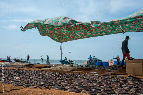 Fishermen -  Fish market in Negombo - Sri Lanka