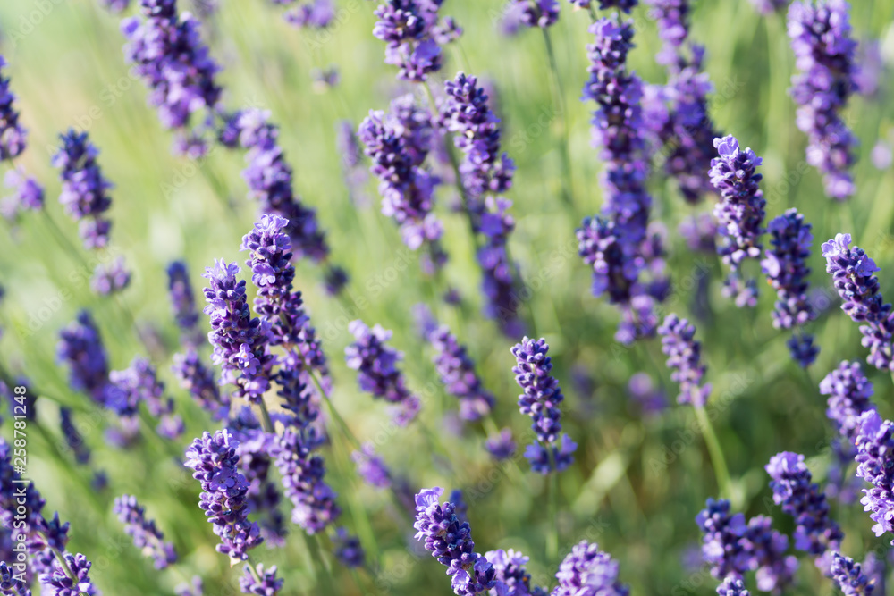 Fototapeta premium Lavender Plant Flowering