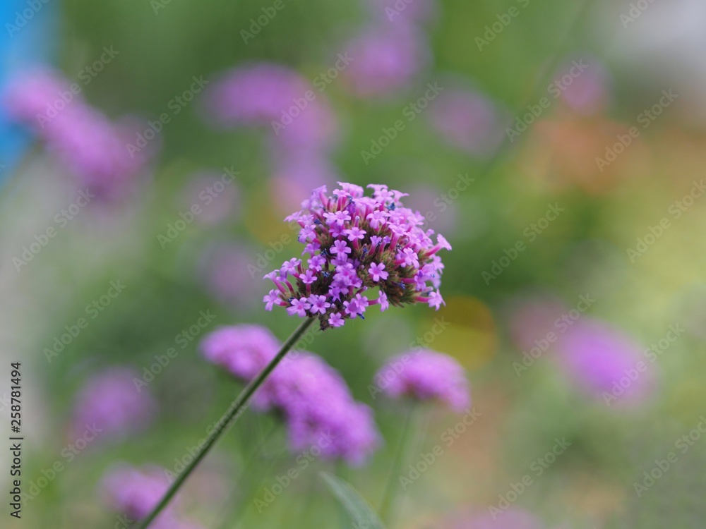 Verbena Bonariensis is a purple flower, The meaning of this flower is the happiness of everyone