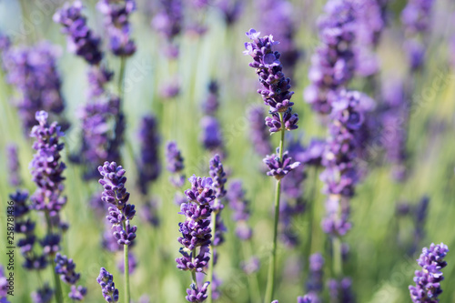Lavender Plant Flowering © Andrew