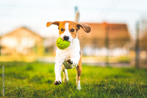 Beagle dog runs in garden towards the camera with green ball.