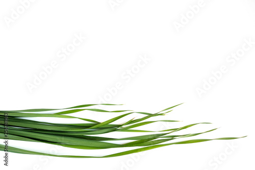 green oat grass leaves on white background  copy space