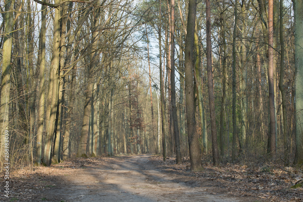 footpath in forest on spring day footpath in forest on spring day